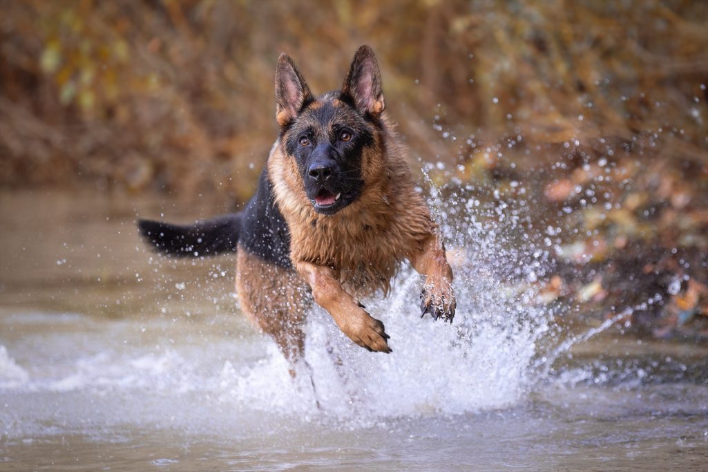 Ein deutscher Schäferhund springt fröhlich ins Wasser und spritzt dabei.