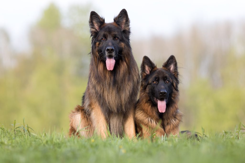 Zwei Schäferhunde sitzen auf einer Wiese, mit fröhlichen Ausdrücken und herausgestreckten Zungen.