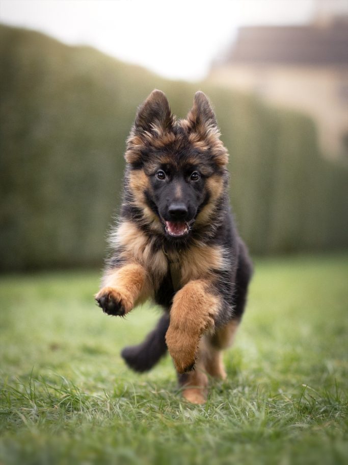 Ein spielender deutscher Schäferhund, der fröhlich über eine Wiese rennt.