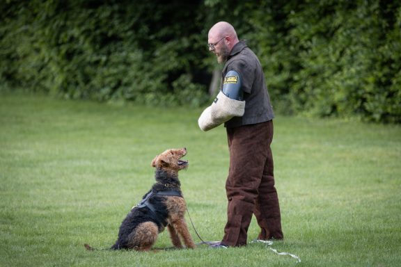 Airdale-Terrier beim Schutzdienst Bewachung.